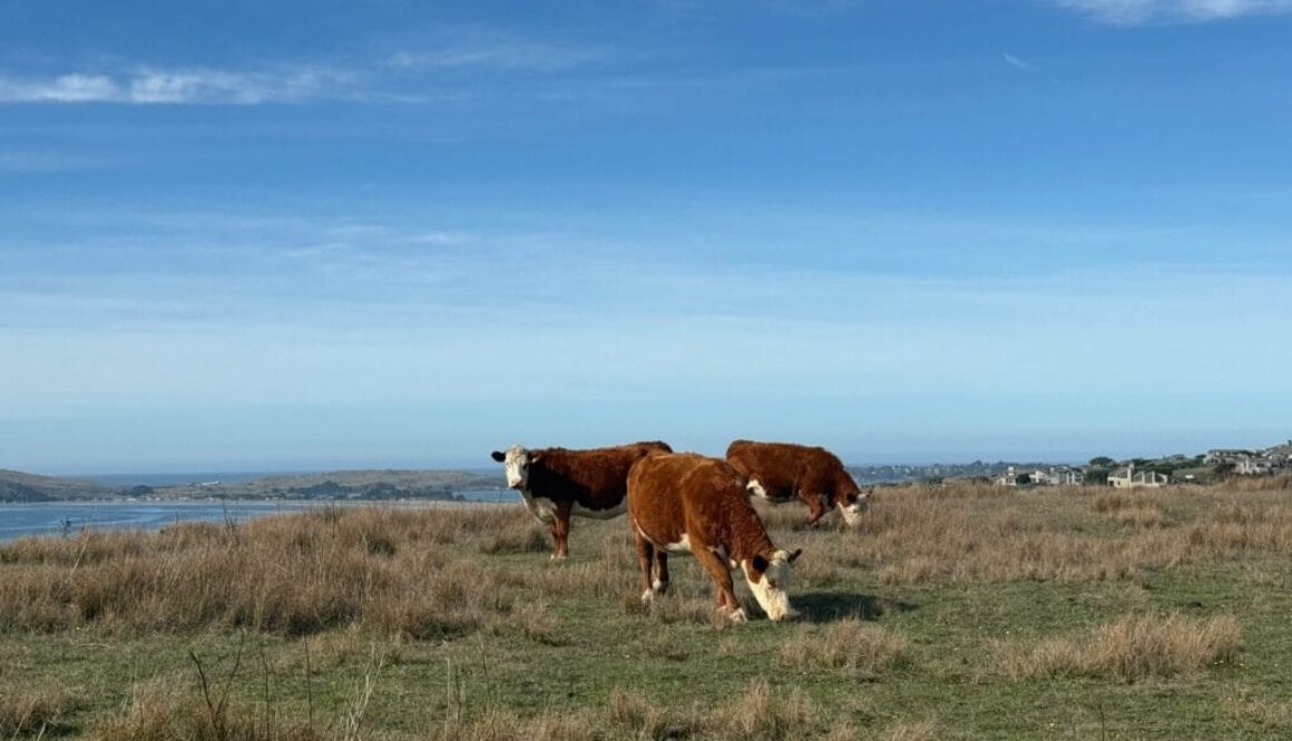 Cattle-grazing-Sonoma-Co-Calif-coast-scaled