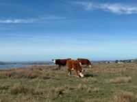 Cattle-grazing-Sonoma-Co-Calif-coast-scaled