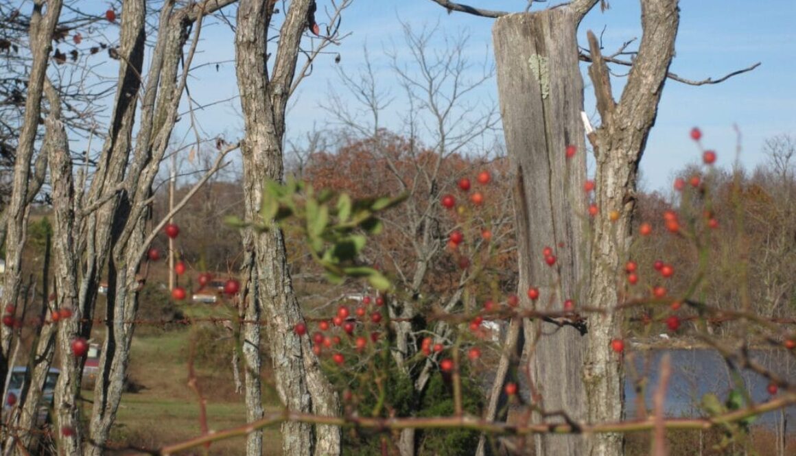 Ryker-junk-pile-with-berries-and-barbed-wire-forefront-2011-11-scaled