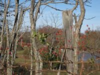 Ryker-junk-pile-with-berries-and-barbed-wire-forefront-2011-11-scaled