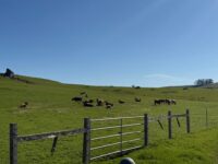 tempImagem0Zoya-scaled